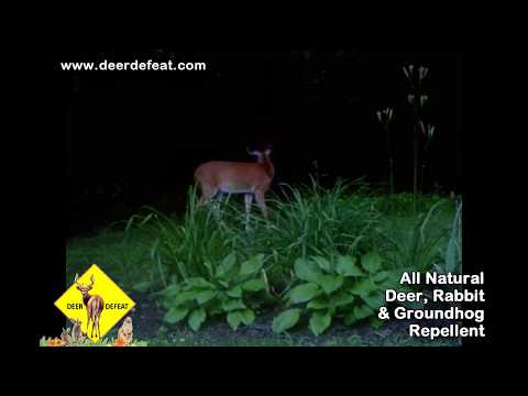 Deer Defeat works even in high density deer areas