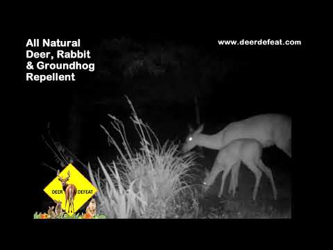 These 2 hungry deer won&#039;t eat our Deer Defeat protected vegetation
