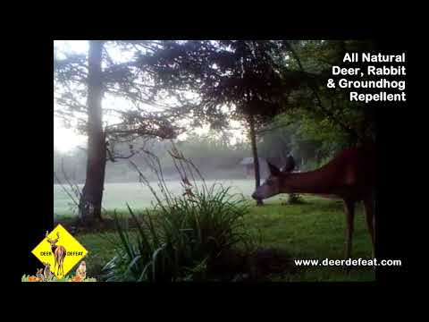 Deer Defeat stops deer from eating our flowers