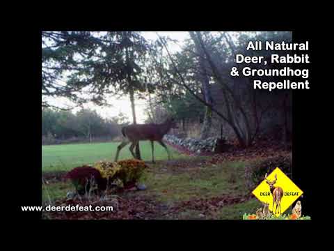 Beautiful Buck, fall flowers are safe with Deer Defeat