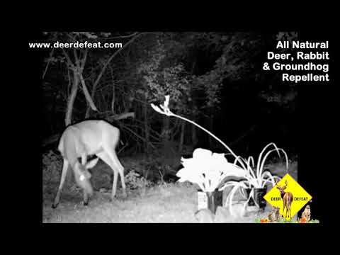 Deer Defeat works!