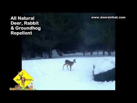 Yew bushes protected in winter with Deer Defeat