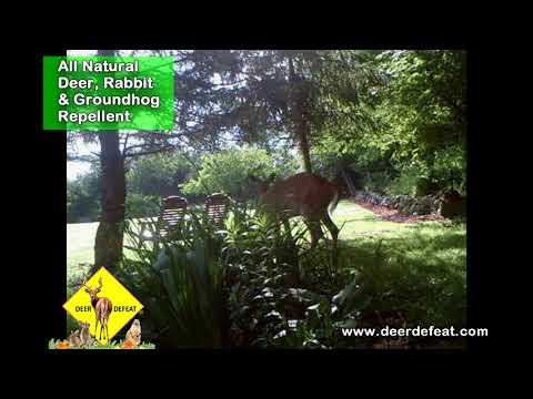 Deer Defeat allows worry-free planting
