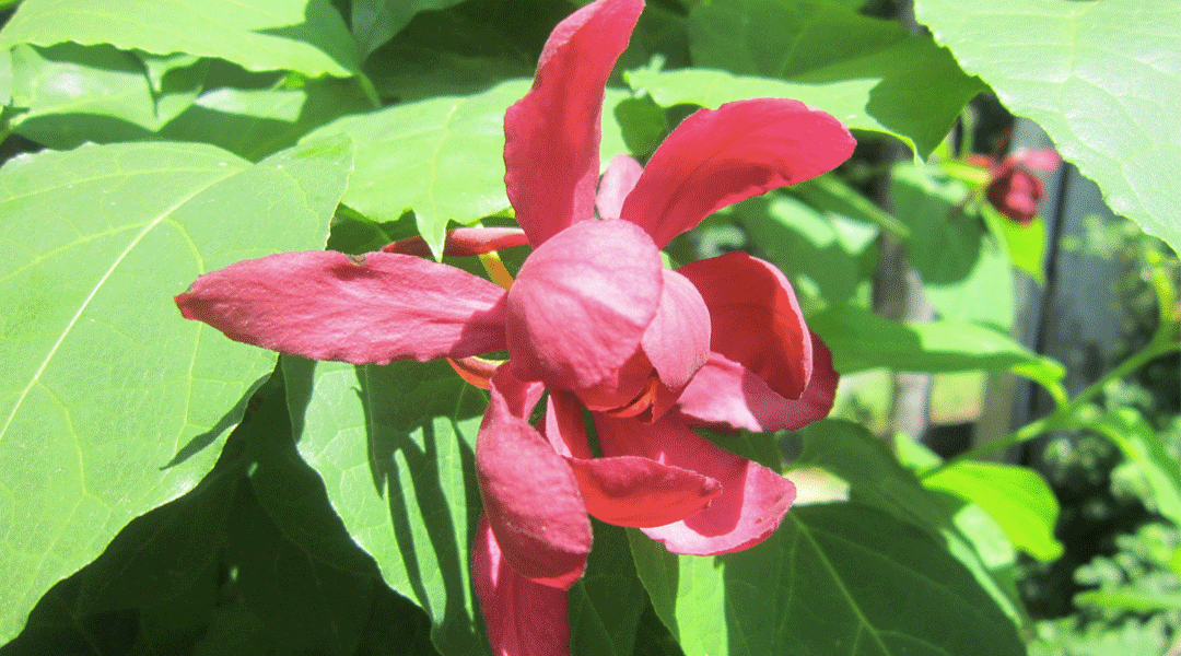 Remember to Spray Early Come Spring