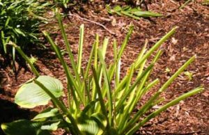 how to stop dogs from eating hostas