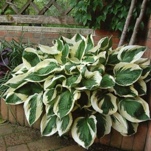 how to stop dogs from eating hostas