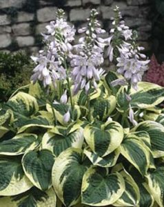 deer resistent hostas